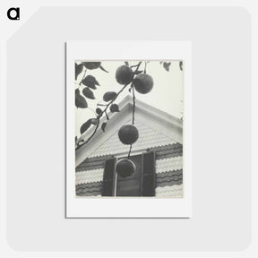 アートポストカード-Gable and Apples - アルフレッド スティーグリッツ Postcard.