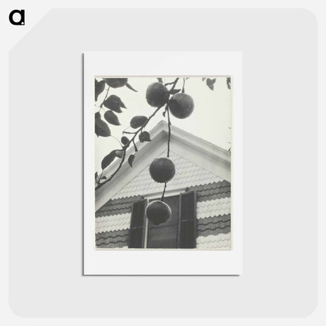 アートポストカード-Gable and Apples - アルフレッド スティーグリッツ Postcard.