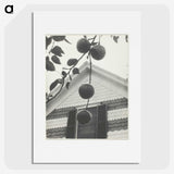 2-42_Alfred-Stieglitz_picture