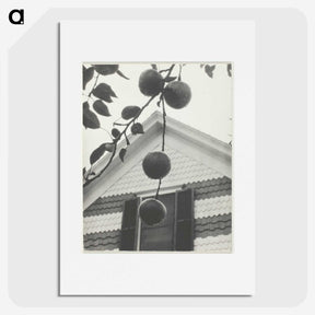 2-42_Alfred-Stieglitz_picture