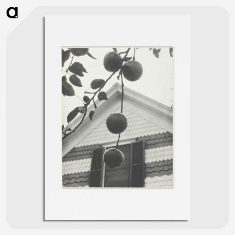 2-42_Alfred-Stieglitz_picture