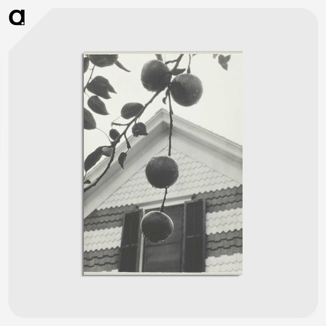 2-42_Alfred-Stieglitz_postcard