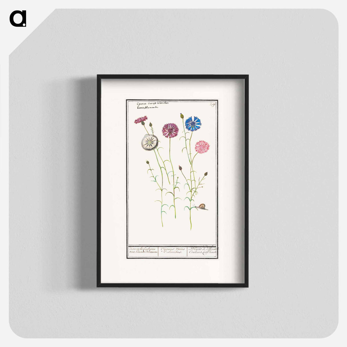 Cornflower - アンセルムス ボエティウス デ ブート Poster.