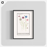 Cornflower - アンセルムス ボエティウス デ ブート Poster.