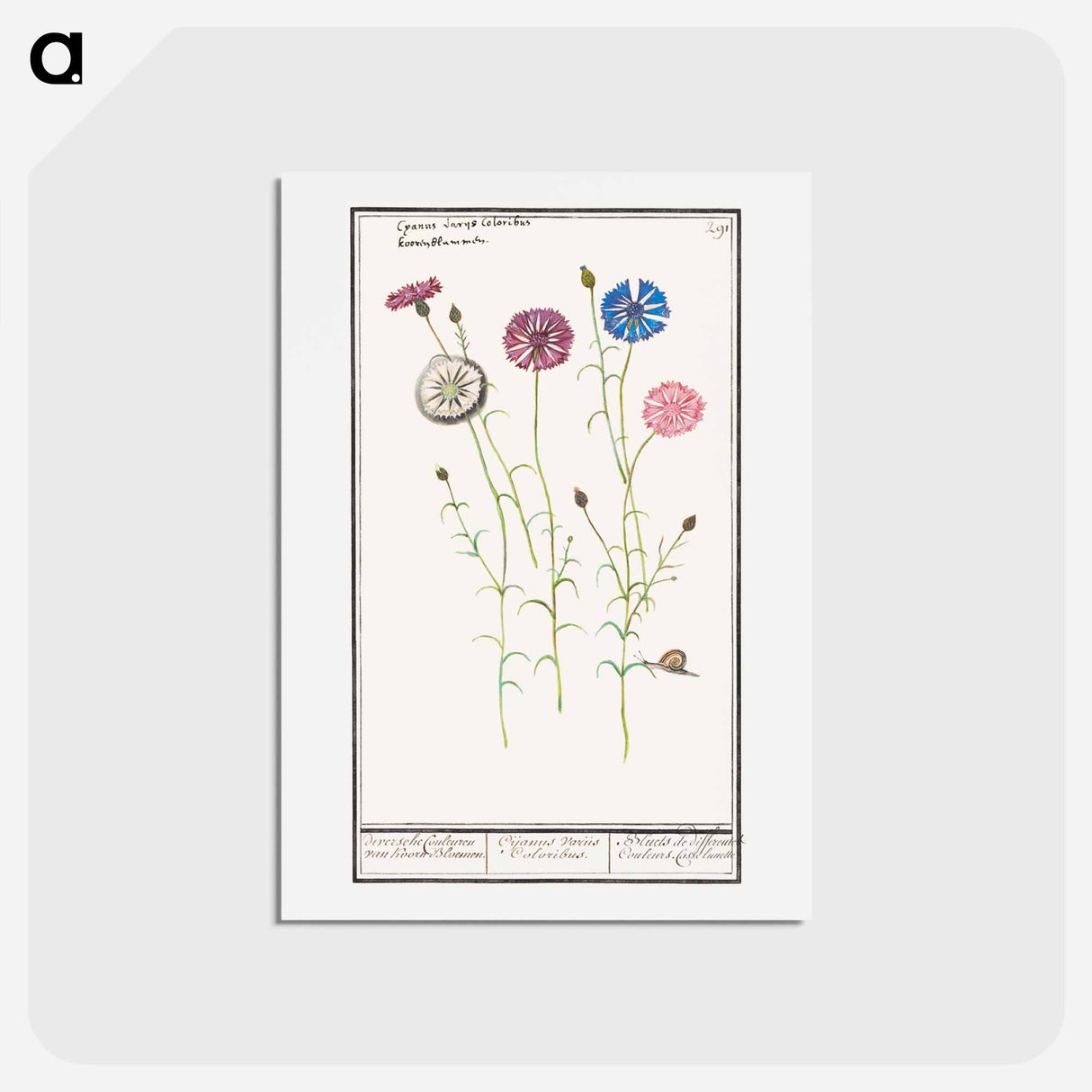 アートポストカード-Cornflower - アンセルムス ボエティウス デ ブート Postcard.
