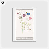 アートポストカード-Cornflower - アンセルムス ボエティウス デ ブート Postcard.