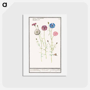 アートポストカード-Cornflower - アンセルムス ボエティウス デ ブート Postcard.