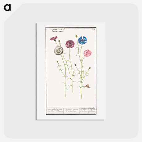 アートポストカード-Cornflower - アンセルムス ボエティウス デ ブート Postcard.