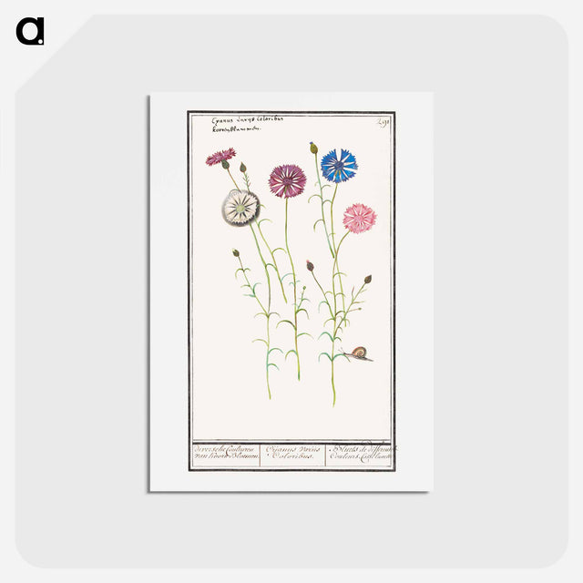 アートポストカード-Cornflower - アンセルムス ボエティウス デ ブート Postcard.