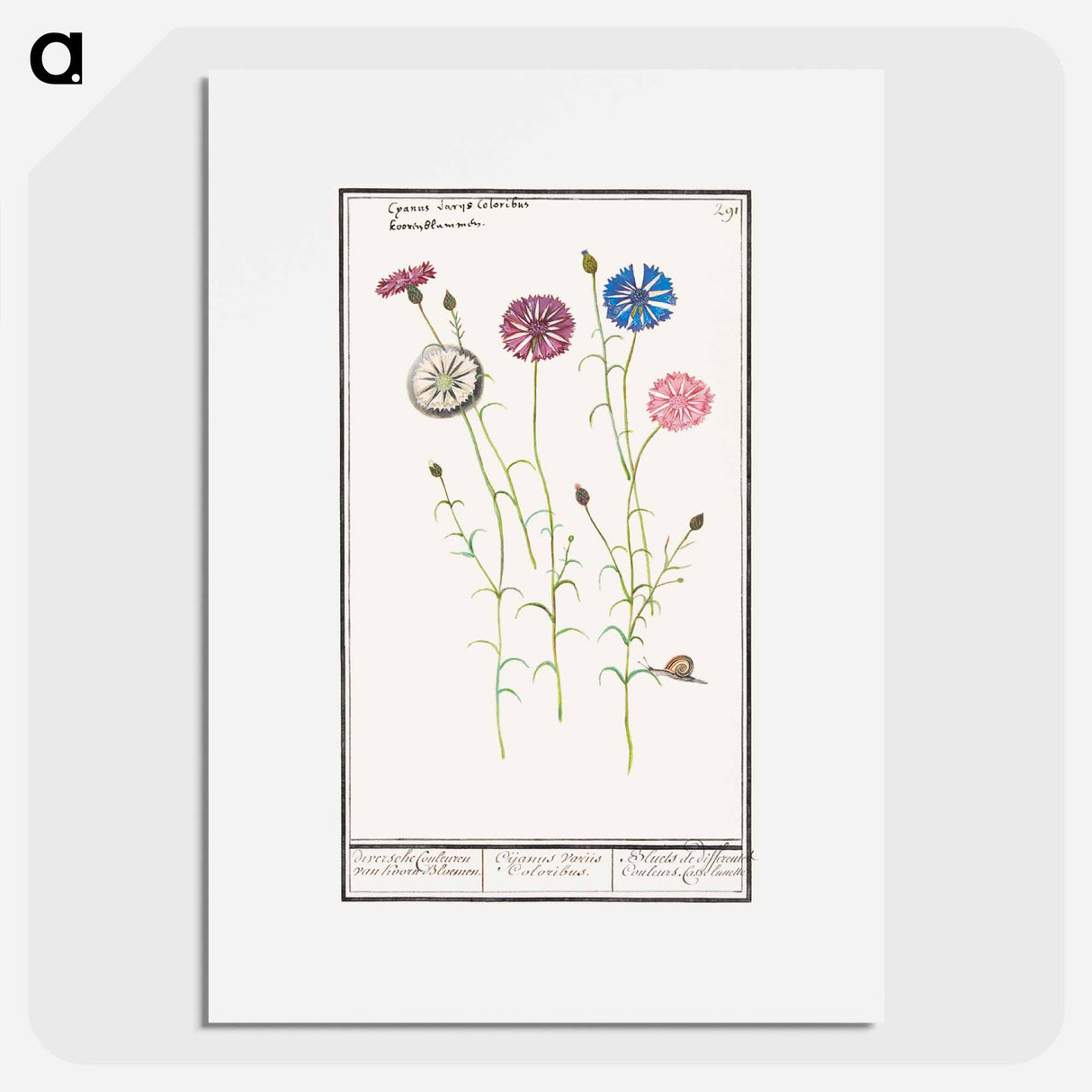 Cornflower - アンセルムス ボエティウス デ ブート Poster.