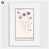 Cornflower - アンセルムス ボエティウス デ ブート Poster.