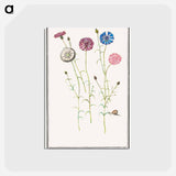 アートポストカード-Cornflower - アンセルムス ボエティウス デ ブート Postcard.