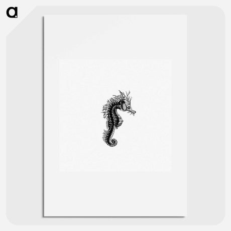 アートポスター-Seahorse from The Zoological Miscellany
 - 大英図書館 Poster.