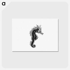 アートポストカード-Seahorse from The Zoological Miscellany
 - 大英図書館 Postcard.