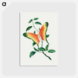 アートポストカード-Rose Bush and Butterfly
 - クリーブランド美術館 Postcard.