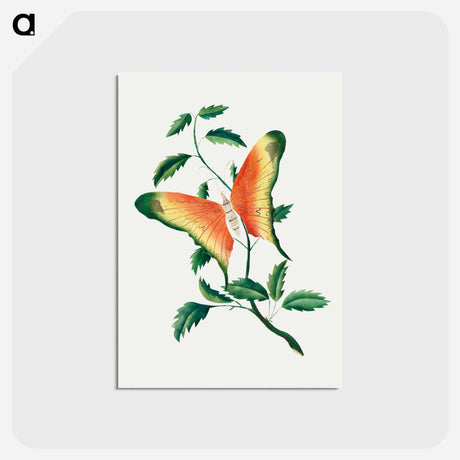 アートポストカード-Rose Bush and Butterfly
 - クリーブランド美術館 Postcard.