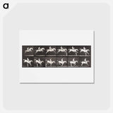 アートポストカード-Bareback Hurdle Jump
 - エドワード マイブリッジ Postcard.