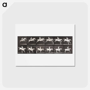 アートポストカード-Bareback Hurdle Jump
 - エドワード マイブリッジ Postcard.