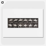 2-42_Eadweard-Muybridge_picture