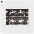 2-42_Eadweard-Muybridge_postcard