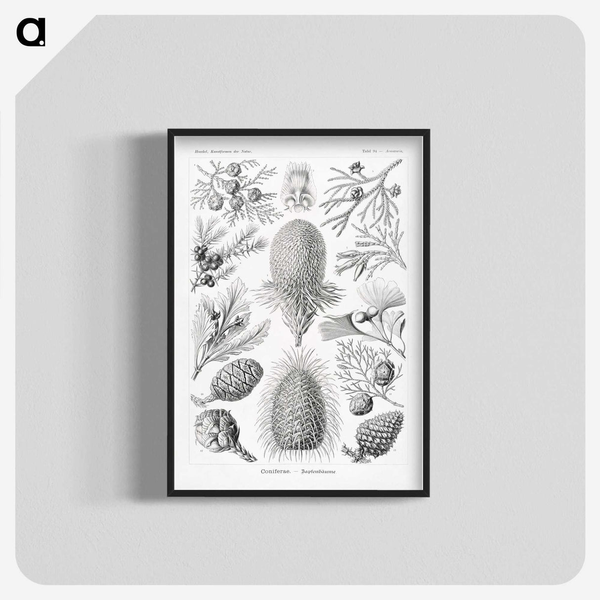 2-42_Ernst-Haeckel_blk-crop