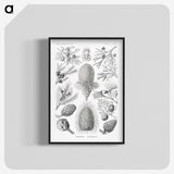 2-42_Ernst-Haeckel_blk-crop