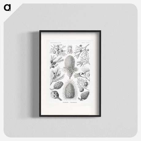 2-42_Ernst-Haeckel_blk