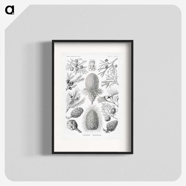 2-42_Ernst-Haeckel_blk