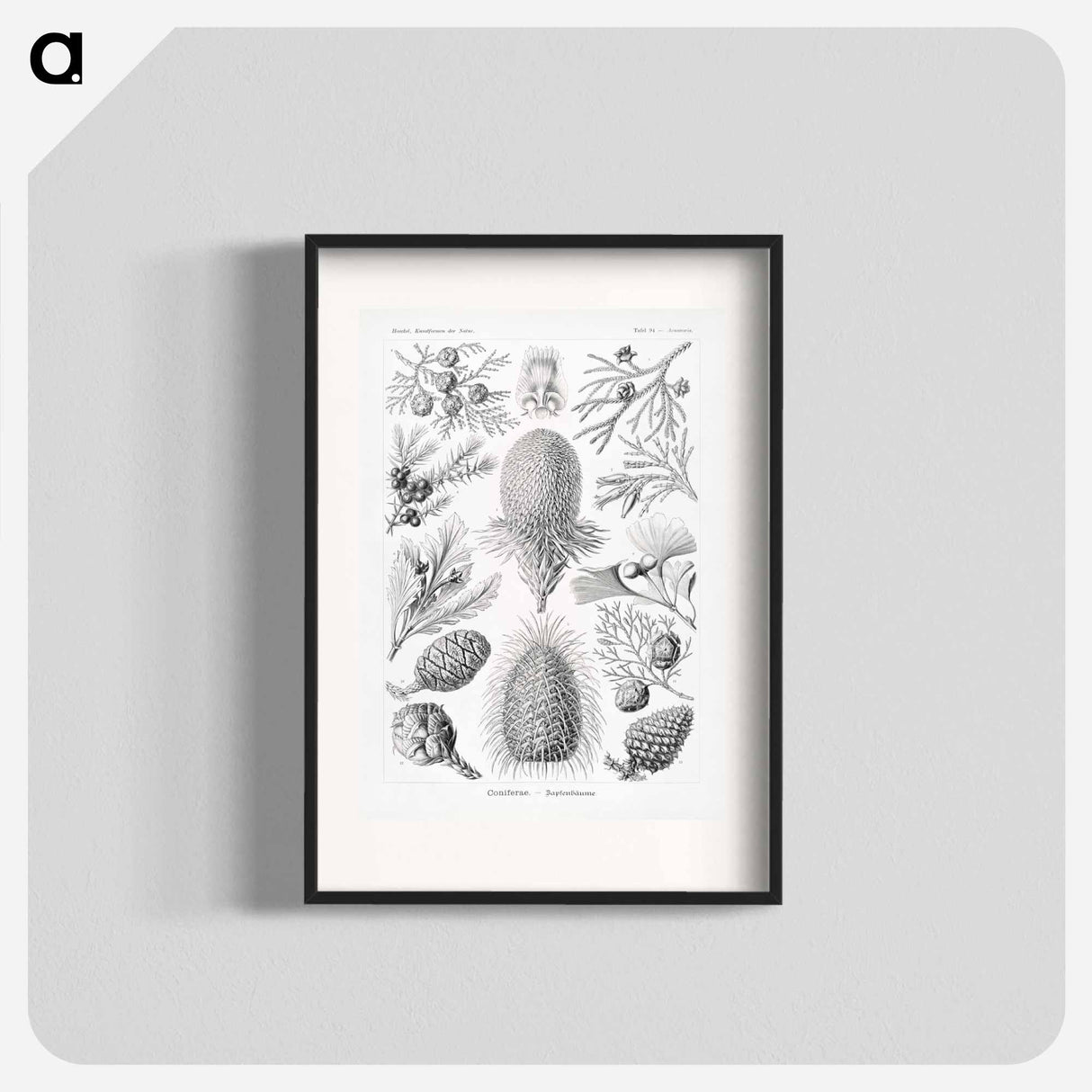 Coniferae–Bapfenbäume - エルンスト ヘッケル Poster.