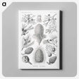 2-42_Ernst-Haeckel_canvas