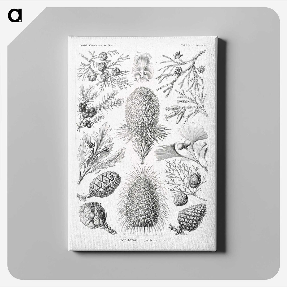 2-42_Ernst-Haeckel_canvas