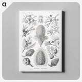 2-42_Ernst-Haeckel_canvas