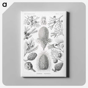 2-42_Ernst-Haeckel_canvas