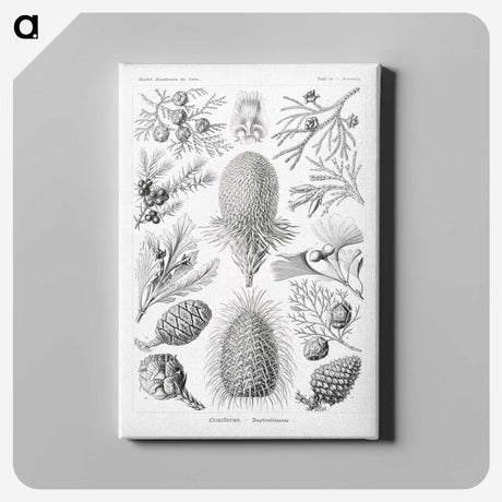 2-42_Ernst-Haeckel_canvas