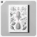 Coniferae–Bapfenbäume - エルンスト ヘッケル Canvas.