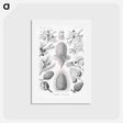アートポストカード-Coniferae–Bapfenbäume - エルンスト ヘッケル Postcard.