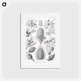 アートポストカード-Coniferae–Bapfenbäume - エルンスト ヘッケル Postcard.