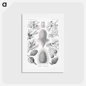 アートポストカード-Coniferae–Bapfenbäume - エルンスト ヘッケル Postcard.