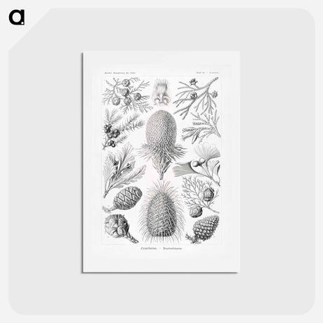 アートポストカード-Coniferae–Bapfenbäume - エルンスト ヘッケル Postcard.