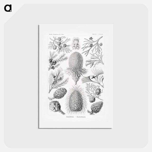 アートポストカード-Coniferae–Bapfenbäume - エルンスト ヘッケル Postcard.