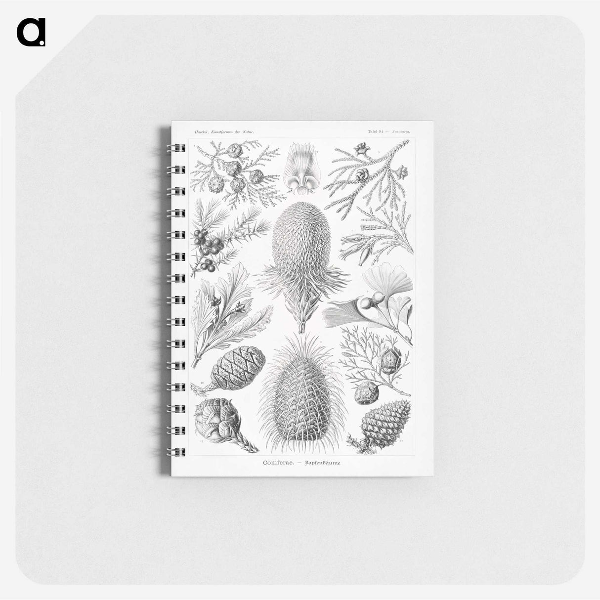 2-42_Ernst-Haeckel_memo