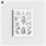 2-42_Ernst-Haeckel_memo