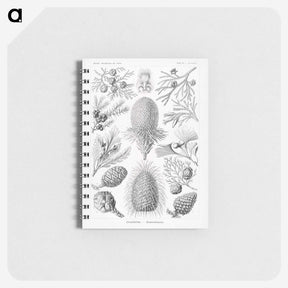 2-42_Ernst-Haeckel_memo