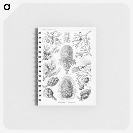 2-42_Ernst-Haeckel_memo