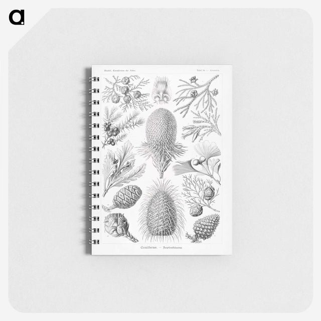 2-42_Ernst-Haeckel_memo