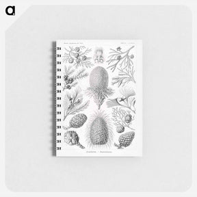 アートメモ帳-Coniferae–Bapfenbäume - エルンスト ヘッケル Memo.
