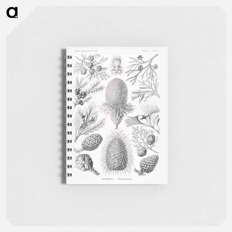 アートメモ帳-Coniferae–Bapfenbäume - エルンスト ヘッケル Memo.