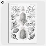 2-42_Ernst-Haeckel_picture-crop
