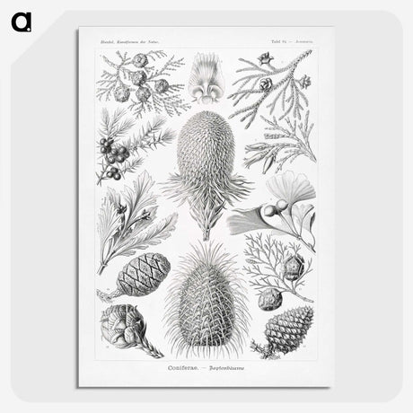 2-42_Ernst-Haeckel_picture-crop