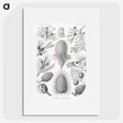 2-42_Ernst-Haeckel_picture